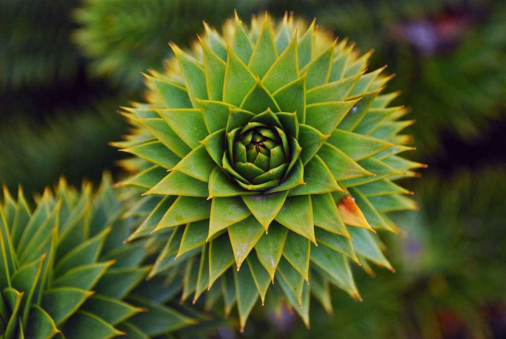 Close-up of a green, spiky, coniferous plant with a spiral arrangement of leaves.
