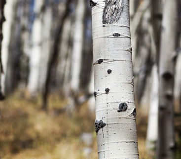 Close-up of a white birch tree trunk with distinctive black knots and a blurred background of other trees and grass.